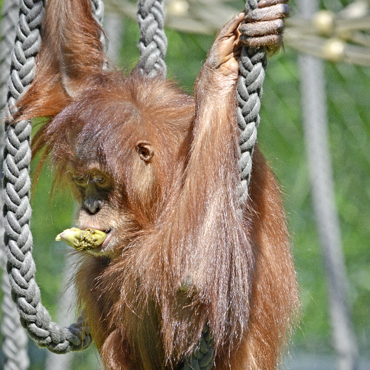 iregresa la sportiva climb world tour 2024