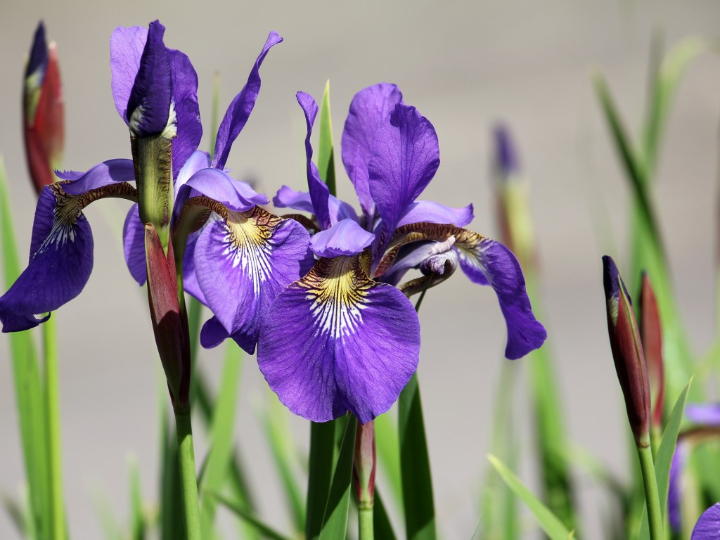 iris holandica arcoiris mix x 10