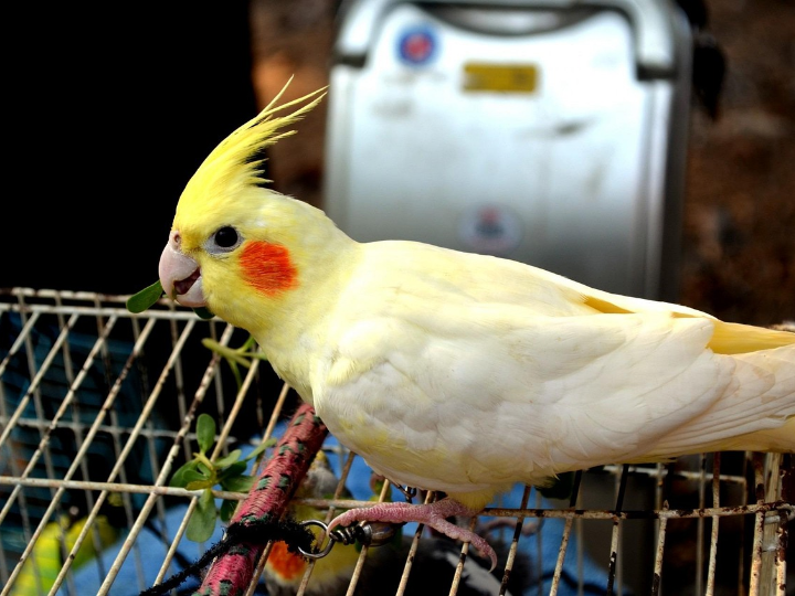 la importancia de los animales criados en libertad