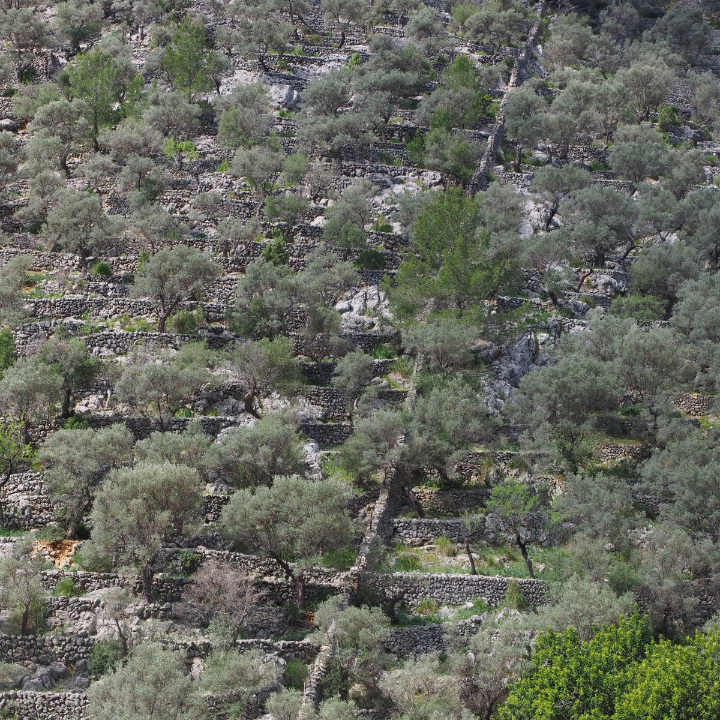 la recolte des olives