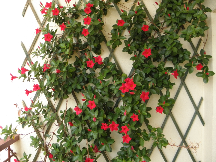 madreselva azul morena en maceta de 9 cm