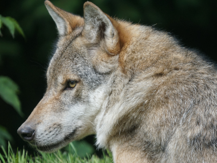 mejores cafeterias en alhaurin de la torre