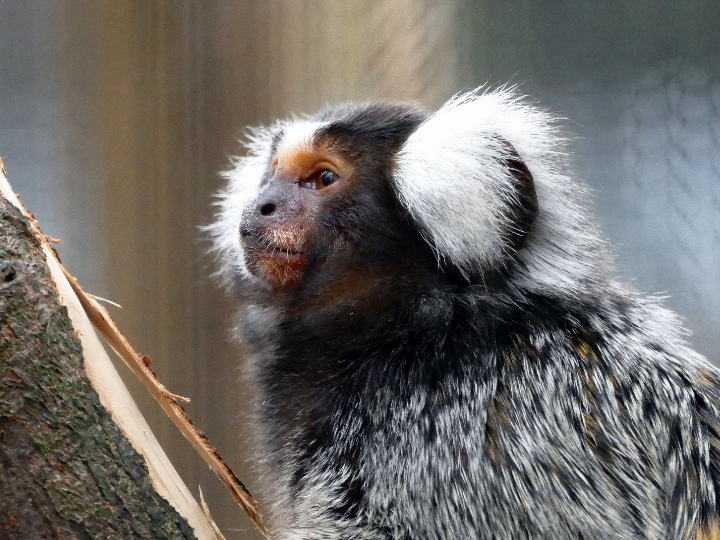 mi mono amedio y yo los dibujos de nuestra ninez
