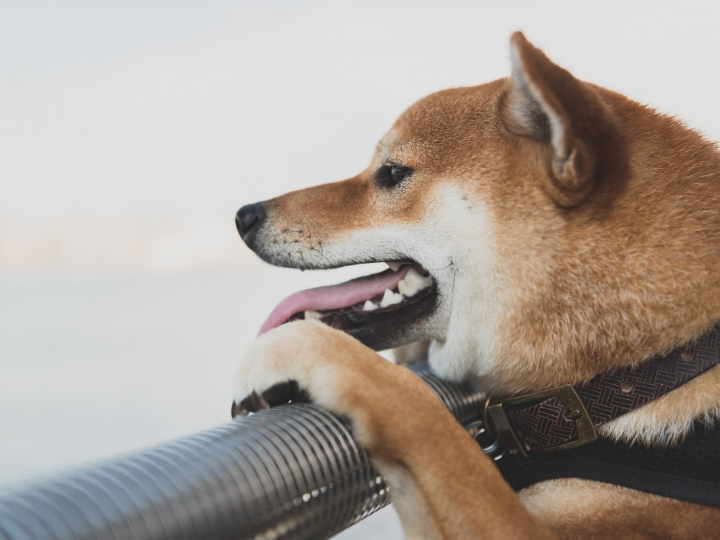 mini shiba inu para el dueno ideal
