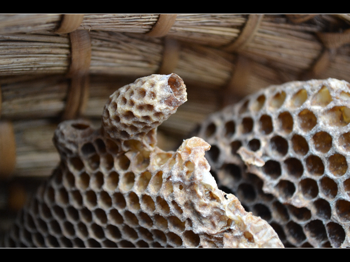 museo de la miel de lanjaron un viaje por la historia apicola