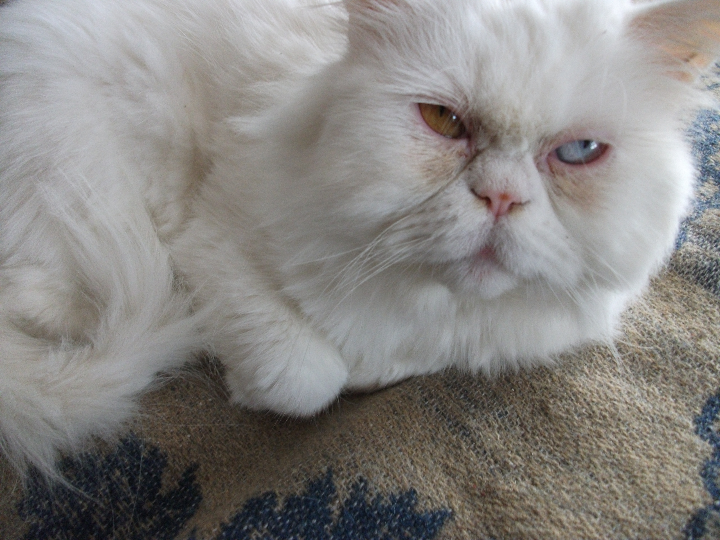 napoleon y el pollo a la marengo o como surgio un plato historico y la receta