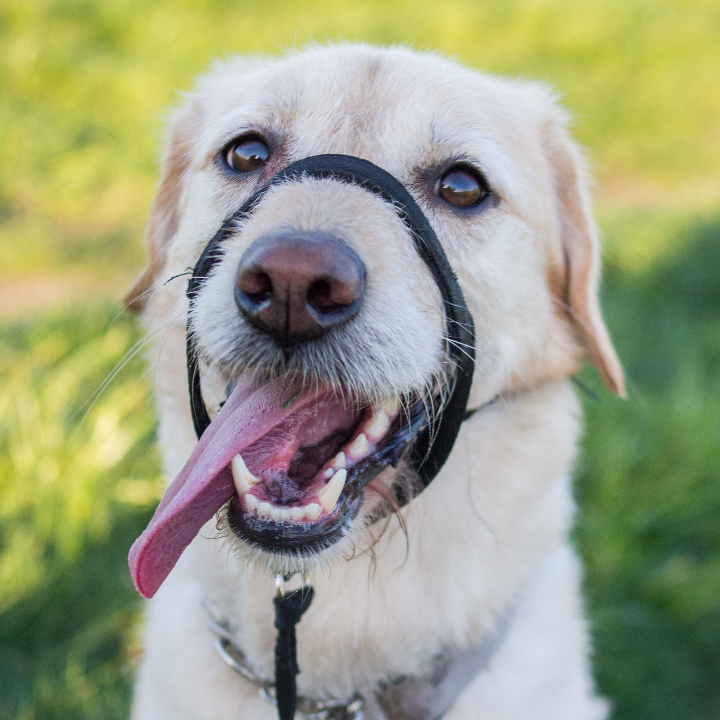nolotil para perros guia completa de dosis y usos