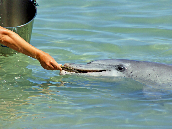 oseogen alimento articular 72 capsulas