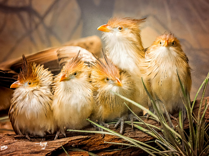 otsein hoover vhdf 6124 37 manual