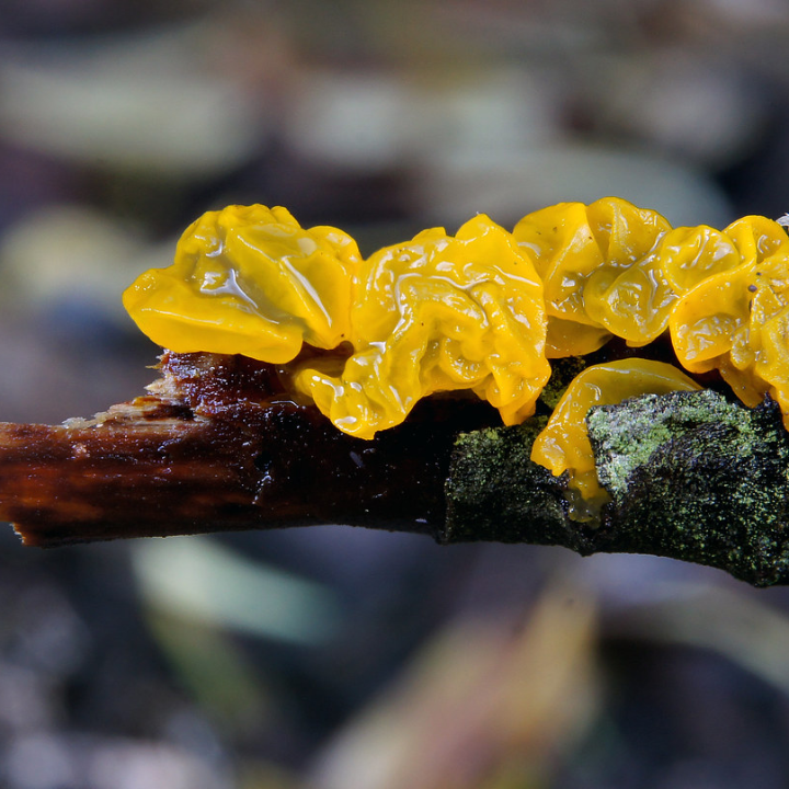 pack duplo 2 complementos alimenticios hifas da terra mico five 140 caps