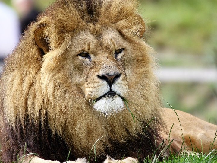 perros cazadores de leones mitos realidades y razas adecuadas