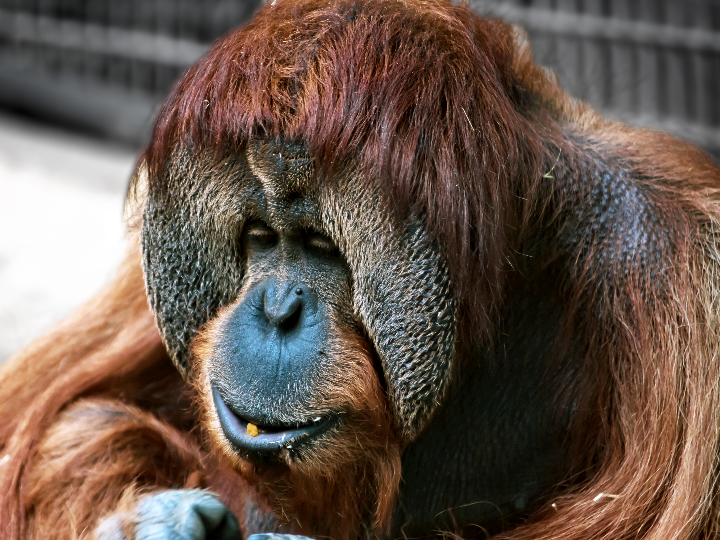 primates al este del eden