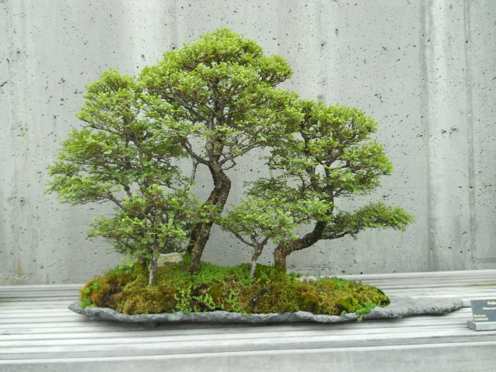punica granatum nejikan bonsai importado de japon