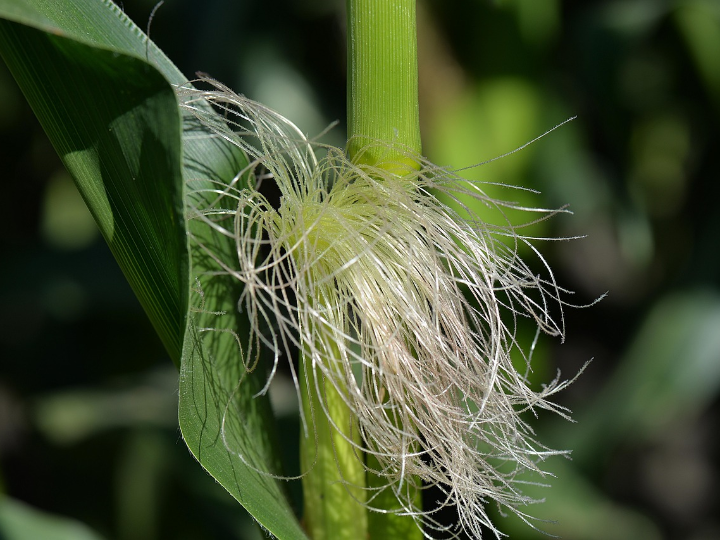 riego por goteo en el cultivo del maiz