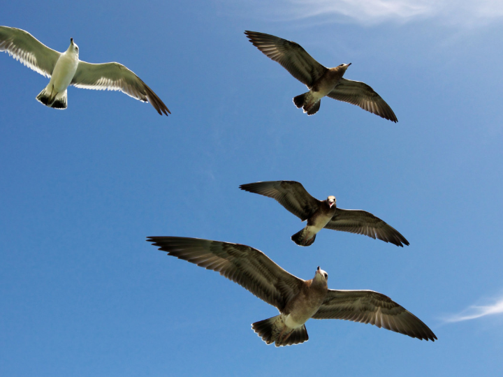 ruta de montana al ibon de bucuesa