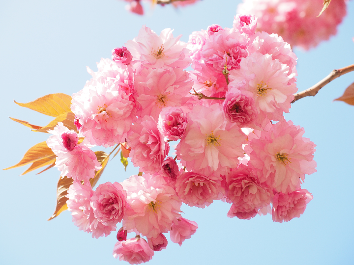sakura vitoria opiniones destacadas de un producto internacional que conquista paladares