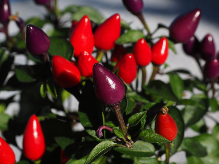 salsa fire el picante perfecto para tus platillos internacionales