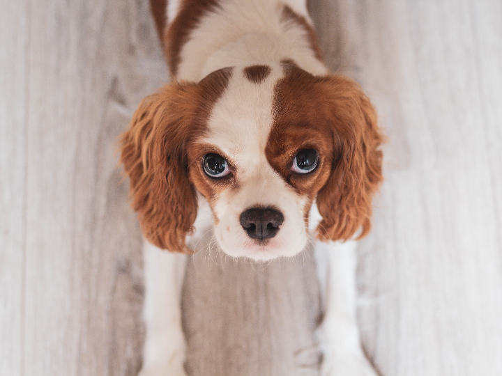 se le puede dar flutox a un perro peluqueria canina perrukings com