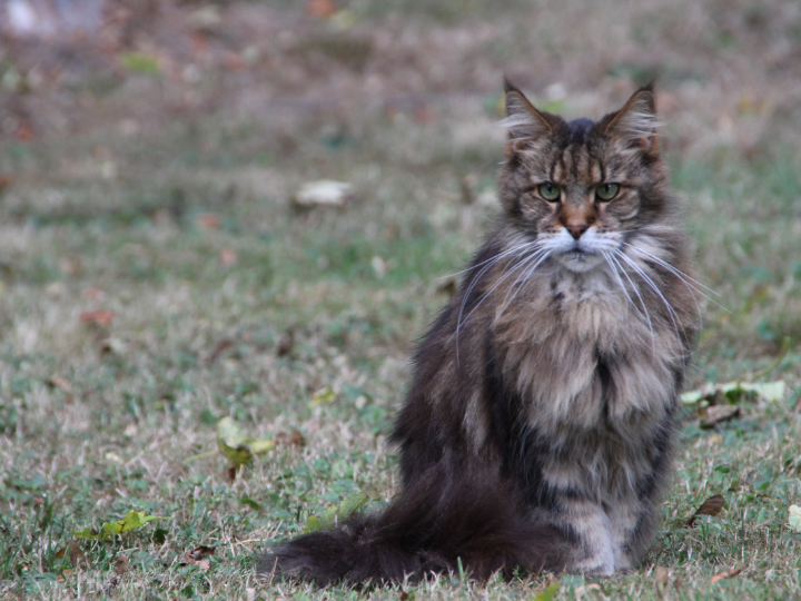 secrecion marron en los ojos de tu gato causas y tratamientos