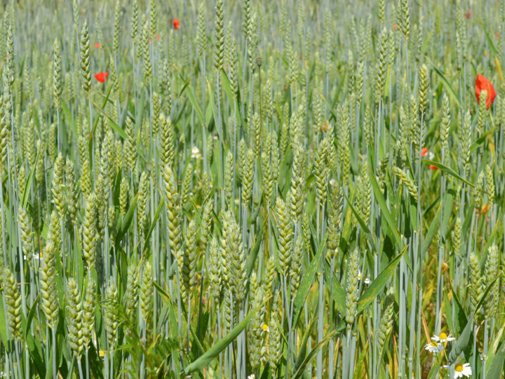semilla de mijo la opcion saludable en mercadona