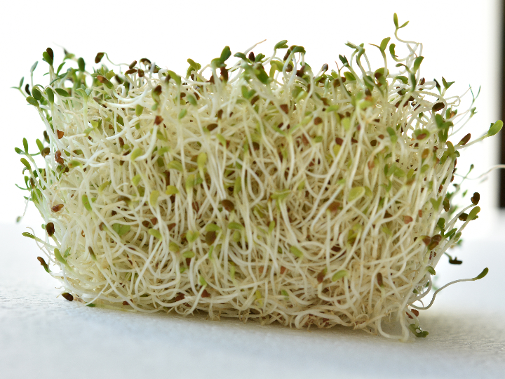 trigo sarraceno germinado eco