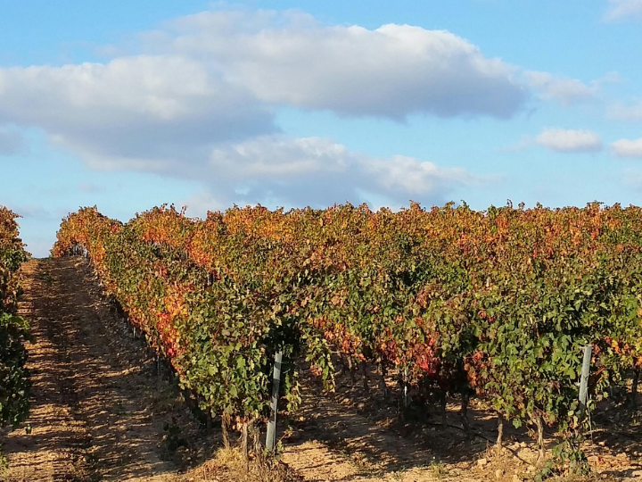 vina sastre crianza 2021