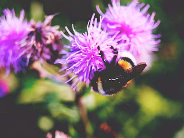 vino anec mut blanc opiniones y analisis