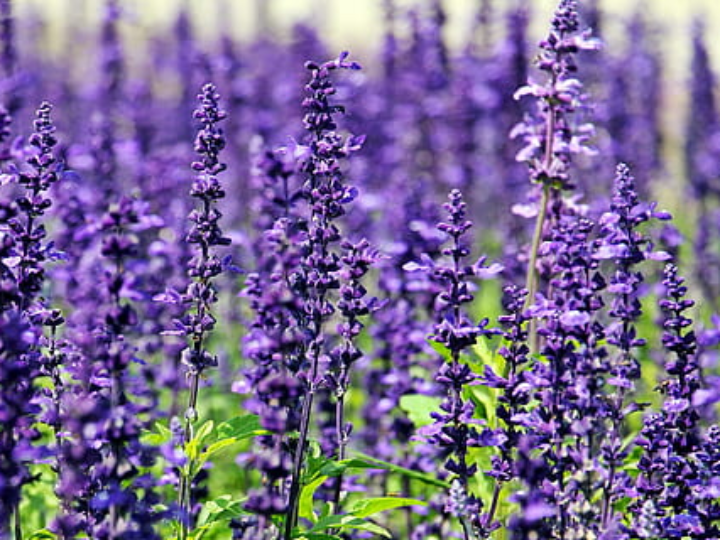 yoduro de potasio en mercadona beneficios usos y disponibilidad